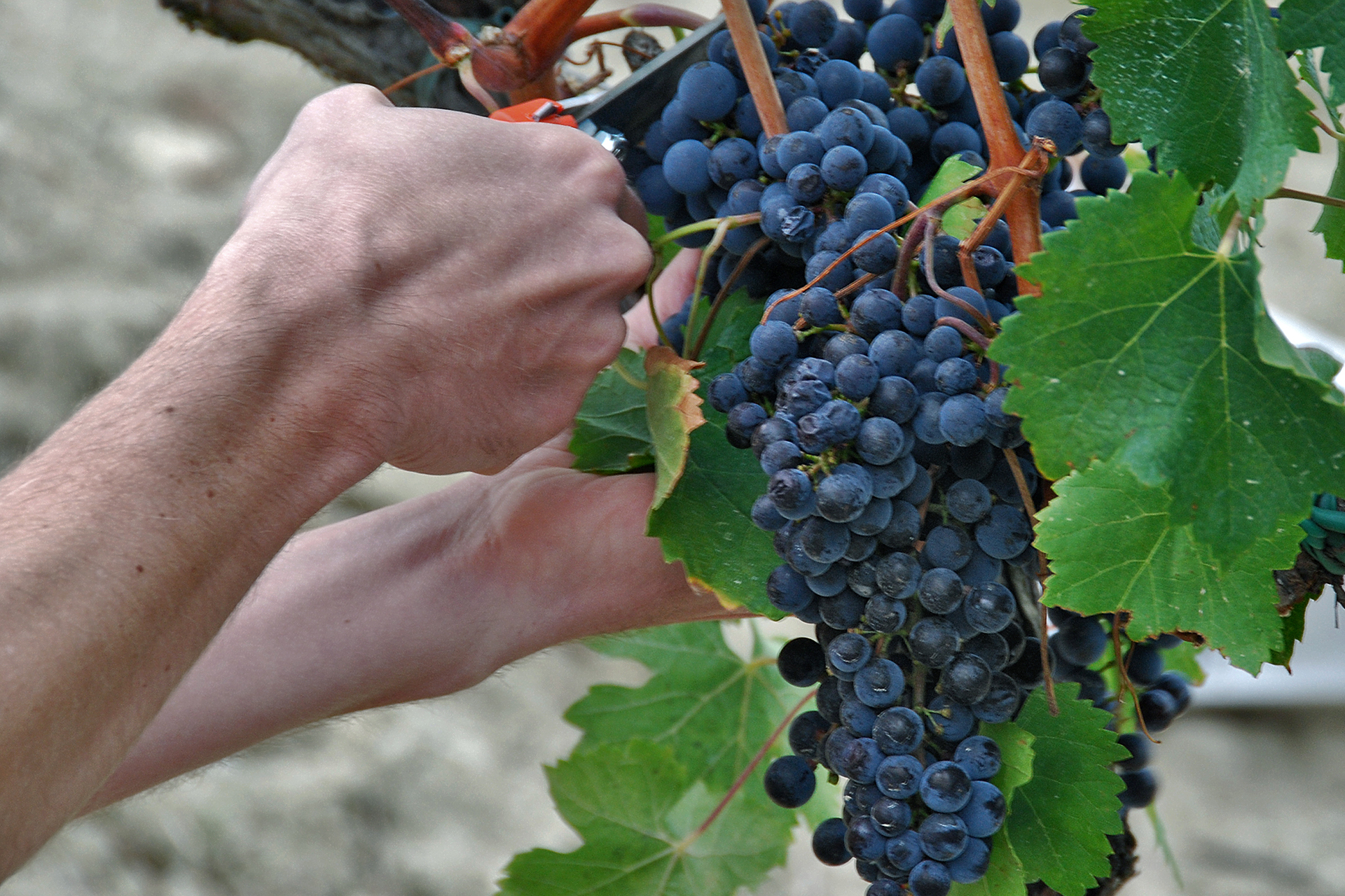 Wines making  the difference 